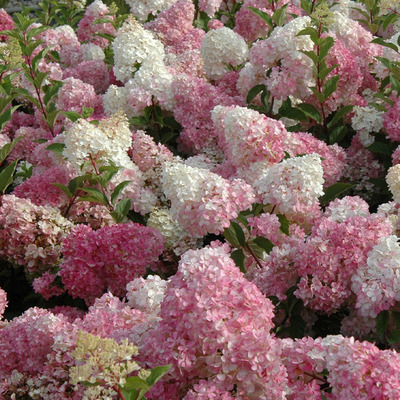 Hydrangea paniculata 'Vanille Fraise' Bugás hortenzia