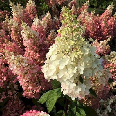 Hydrangea paniculata 'Wim's Red' Bugás hortenzia