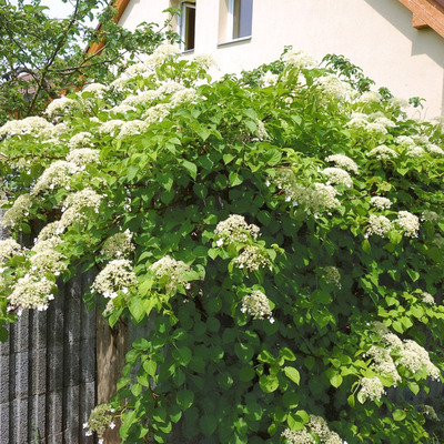 Hydrangea anomala ssp. petiolaris Kúszó hortenzia