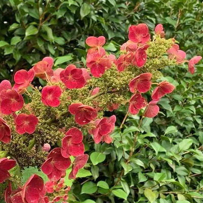 Hydrangea quercifolia 'Amethyst' T&ouml;lgylevelű hortenzia