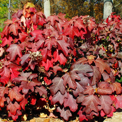 Hydrangea quercifolia 'Burgundy' Tölgylevelű hortenzia