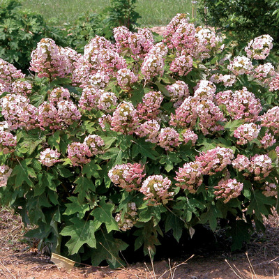 Hydrangea quercifolia 'Munchkin' T&ouml;lgylevelű hortenzia