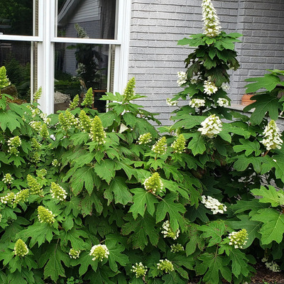 Hydrangea quercifolia 'Snow Queen' T&ouml;lgylevelű hortenzia
