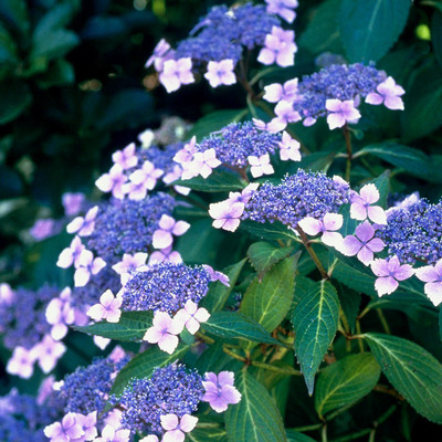 Hydrangea serrata 'Blue Bird' Fűrészeslevelű hortenzia