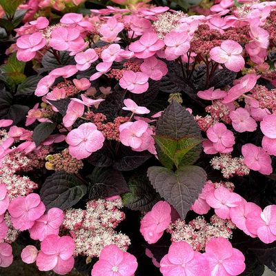 Hydrangea serrata 'Dare Devil' Fűrészeslevelű hortenzia