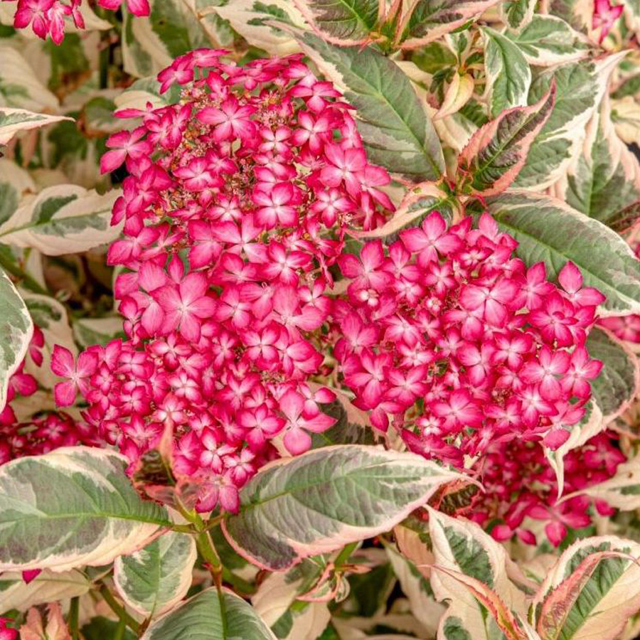 Hydrangea serrata 'Euphoria Pink' Fűrészeslevelű hortenzia