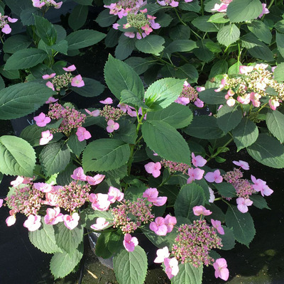 Hydrangea serrata 'Magic Pillow' Fűrészeslevelű hortenzia