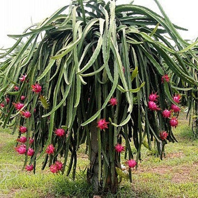 Hylocereus triangularis Sárkánygyümölcs