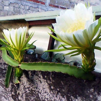 Sárkánygyümölcs Hylocereus triangularis