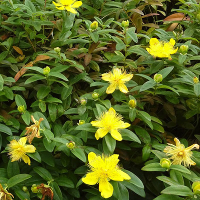 Örökzöld orbáncfű Hypericum calycinum