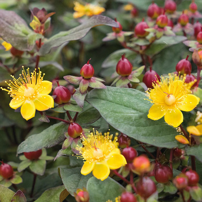 Hypericum inodorum 'Magical Universe' Orbáncfű