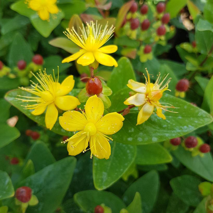 Hypericum inodorum mix Orbáncfű fajták