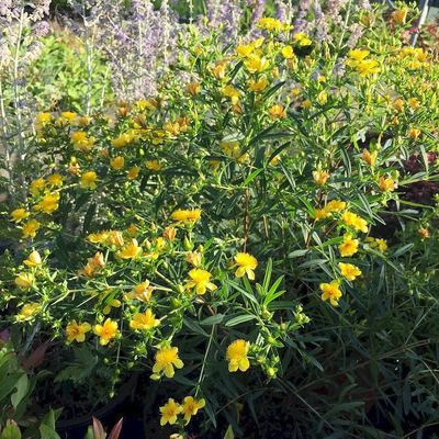 Hypericum kalmianum 'Gemo' Keskenylevelű orbáncfű