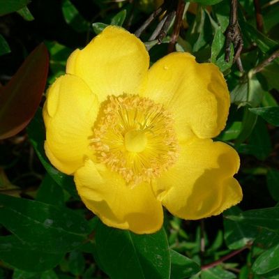 Hypericum patulum 'Hidcote' Japán orbáncfű