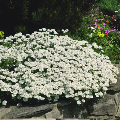 Iberis sempervirens 'Appen Etz' &Ouml;r&ouml;kz&ouml;ld tat&aacute;rvir&aacute;g