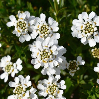 Iberis sempervirens 'Fischbeck' &Ouml;r&ouml;kz&ouml;ld tat&aacute;rvir&aacute;g