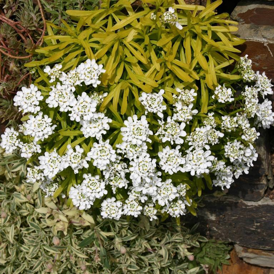 Iberis sempervirens 'Golden Candy' &Ouml;r&ouml;kz&ouml;ld tat&aacute;rvir&aacute;g