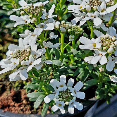 Iberis sempervirens &Ouml;r&ouml;kz&ouml;ld tat&aacute;rvir&aacute;g