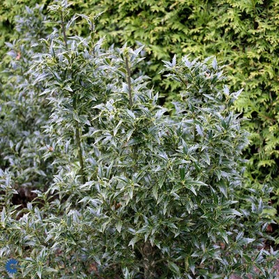 Ilex aquifolium 'Myrtifolia' Közönséges magyal