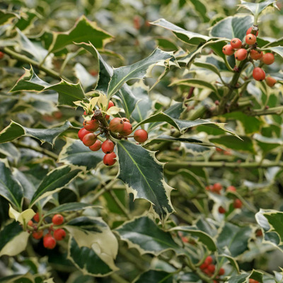 Ilex aquifolium 'Variegata' Sárga-tarka magyal