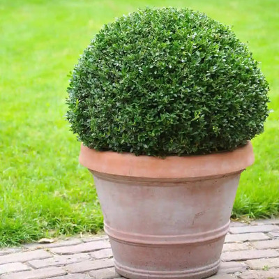 Ilex crenata 'Dark Green' Csipkéslevelű magyal