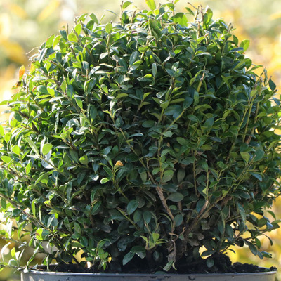 Csipkéslevelű magyal Ilex crenata 'Luxus Globe'
