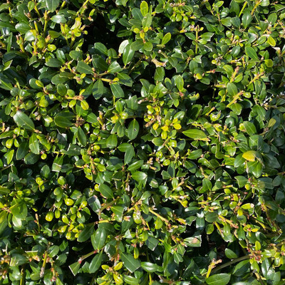 Ilex crenata 'Luxus Hedge' Csipk&eacute;slevelű magyal