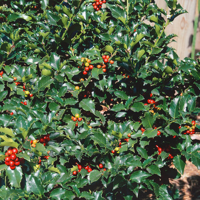 Ilex meserveae 'Blue Maid' Magyal