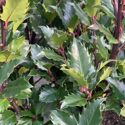 Ilex meserveae 'Blue Prince' Magyal