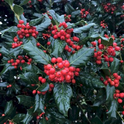 Ilex mutchagara 'Nellie R. Stevens' Magyal