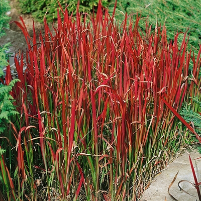 Imperata cylindrica 'Red Baron' Japán vérfű