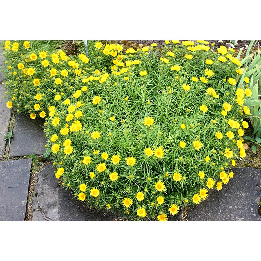 Inula ensifolia 'Compacta' Törpe kardlevelű peremizs
