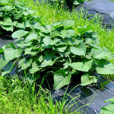 Batáta / Édesburgonya Ipomoea batatas