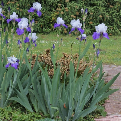 Iris barbata Szakállas nőszirom