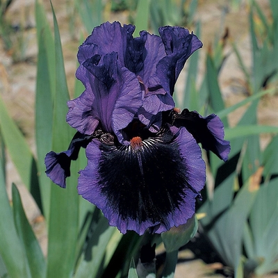 Iris germanica mix Nőszirom fajt&aacute;k
