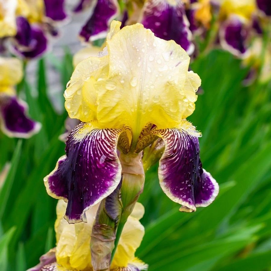 Iris germanica 'Nibelungen' Nőszirom