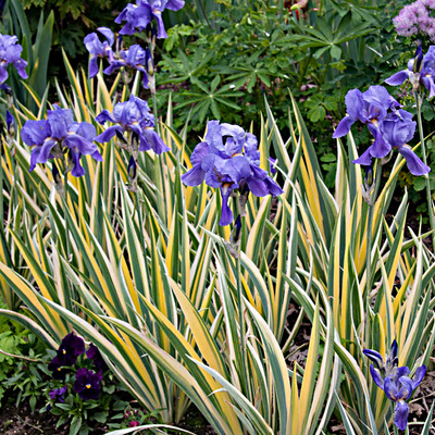 Iris pallida 'Variegata' Nőszirom