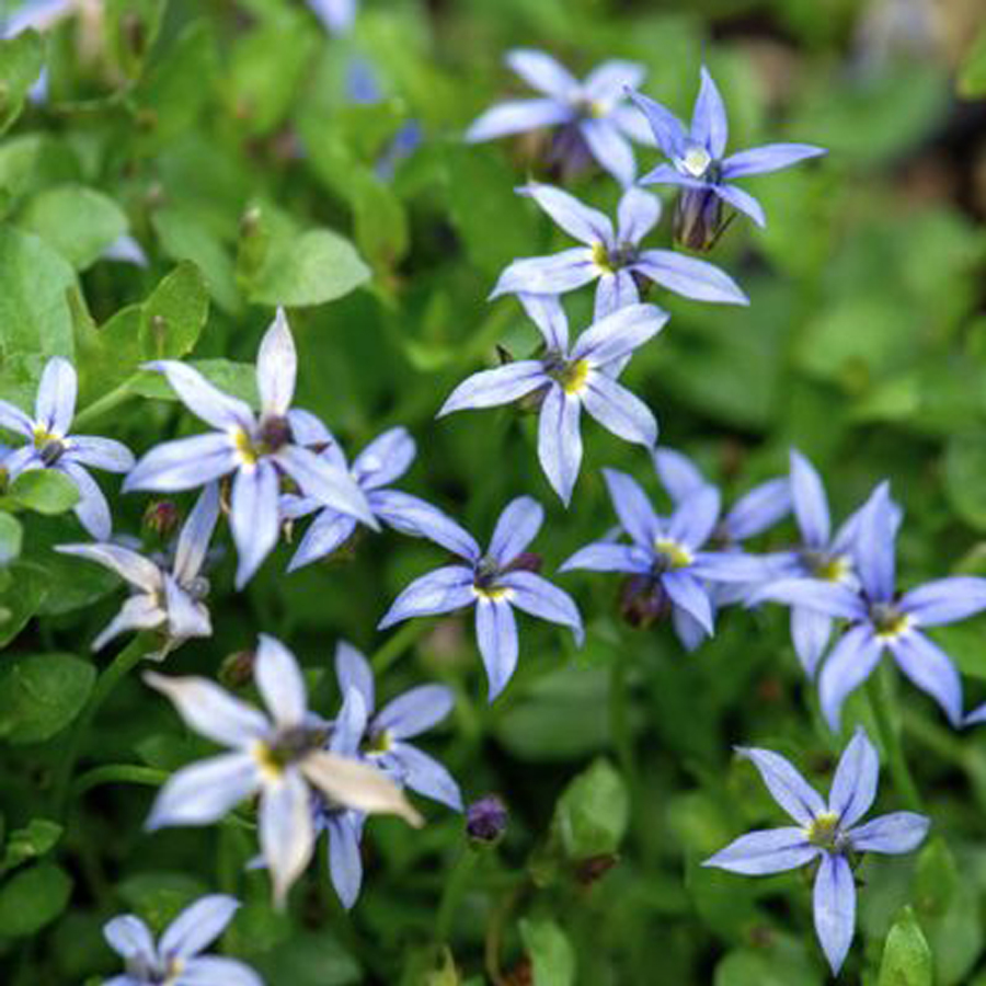 Isotoma fluviatilis 'Dark Blue' Halv&aacute;ny harangszirom