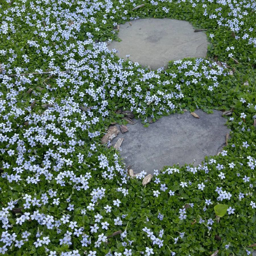 Halv&aacute;ny harangszirom Isotoma fluviatilis 'Dark Blue'