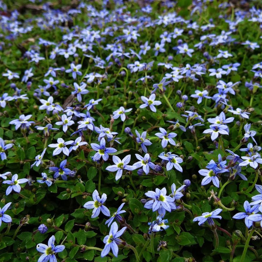 Halv&aacute;ny harangszirom Isotoma fluviatilis 'Dark Blue'