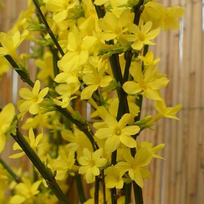 Jasminum nudiflorum Téli jázmin