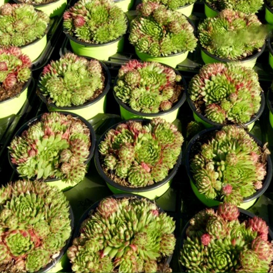 Jovibarba sobolifera 'Green Globe' G&ouml;mb&ouml;s k&ouml;vir&oacute;zsa
