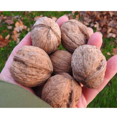 Juglans regia 'Als&oacute;szentiv&aacute;ni117' Di&oacute; Als&oacute;szentiv&aacute;ni