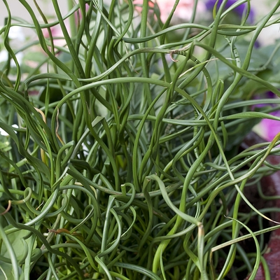 Juncus effusus 'Spiralis Csavart szittyó