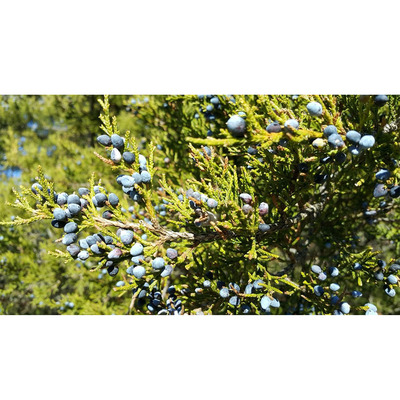 Juniperus sabina 'Balaton' K&eacute;k neh&eacute;zszag&uacute; bor&oacute;ka