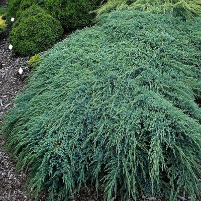 Juniperus squamata 'Blue Carpet' Himalájai kék szőnyeg boróka