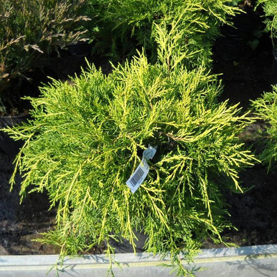 Juniperus chinensis 'Amstrong Gold' Arany terülő boróka