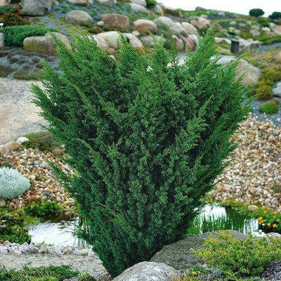 Juniperus chinensis 'Blaauw' K&iacute;nai bor&oacute;ka