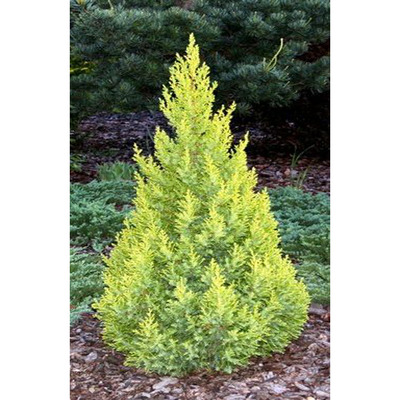 Juniperus chinensis 'Eldorado' Kínai boróka