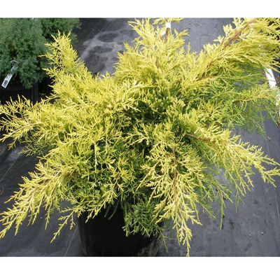Juniperus chinensis 'Gold Coast' Arany terülő boróka